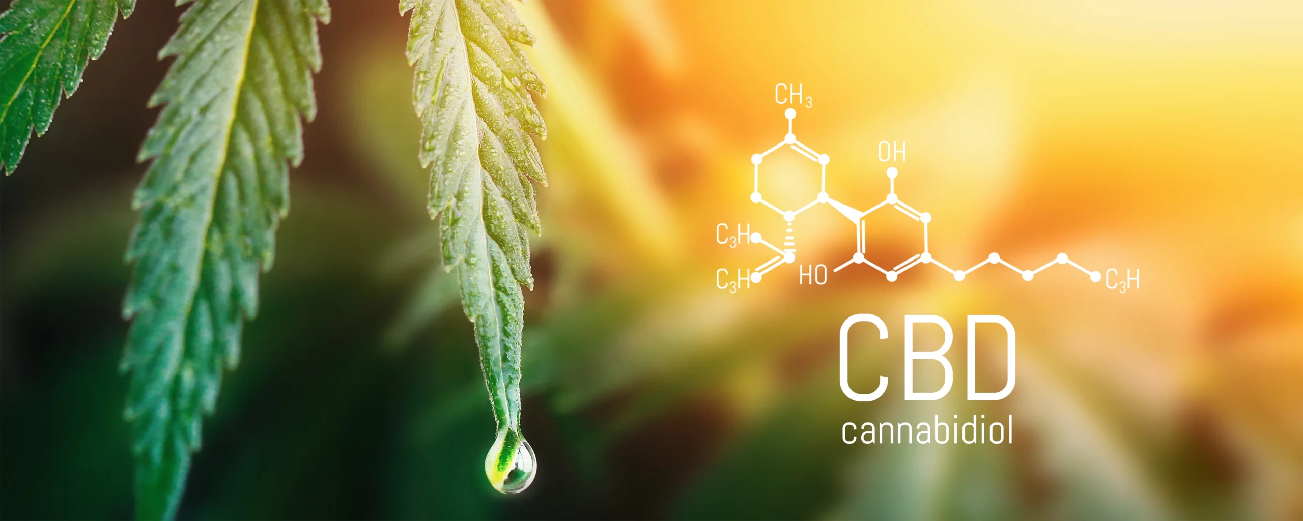 Which Method Reigns Supreme? Exploring the Most Effective Ways to Use CBD for Your Lifestyle